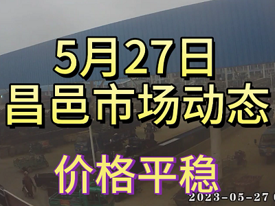 5月27日 昌邑生姜交易实况（价格平稳） ()