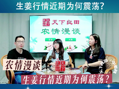 生姜行情近期为何震荡？ ()