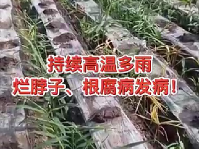 持续高温多雨，烂脖子、根腐病发病！ ()