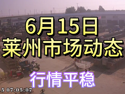 6月15日 莱州生姜交易实况（行情平稳） ()