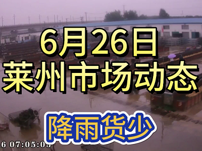 6月26日 莱州生姜交易实况（降雨货少） ()