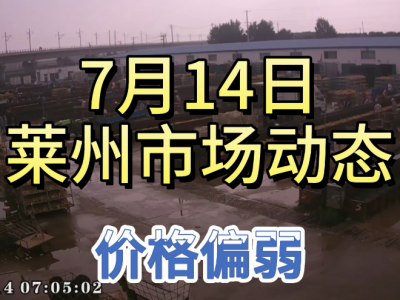 7月14日 莱州生姜交易实况（价格偏弱） ()
