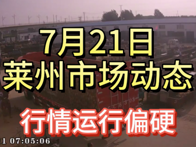 7月21日 莱州生姜交易实况（行情偏硬） ()