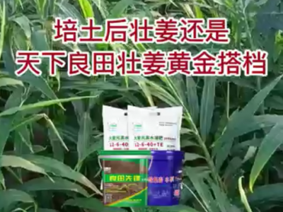 培土后壮姜还是天下良田壮姜黄金搭档 ()