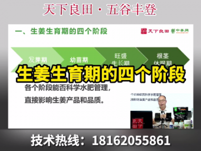 生姜生育期的四个阶段 ()