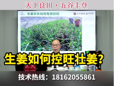 生姜如何控旺壮姜？ ()