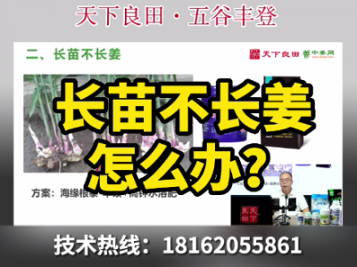 长苗不长姜怎么办？ ()