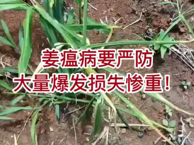 姜瘟病要严防 大量爆发损失惨重！ ()