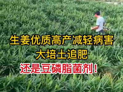 大培土追肥 还是豆磷脂菌剂 ()