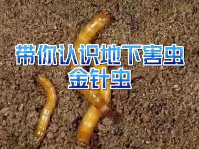 带你认识地下害虫--金针虫 ()