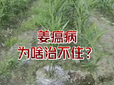 姜瘟病为啥治不住？ ()