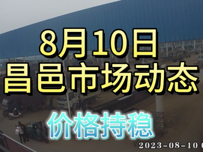 8月10日 昌邑生姜交易实况（价格持稳） ()