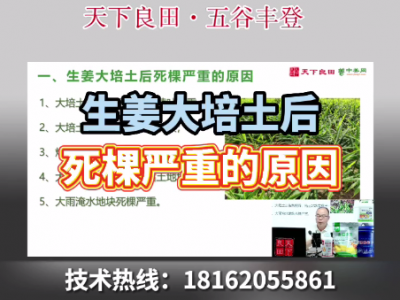 生姜大培土后死棵严重的原因 ()