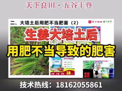生姜大培土后用肥不当当值的肥害 ()