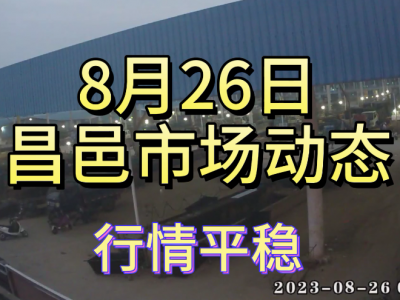 8月26日 昌邑生姜交易实况（行情平稳） ()
