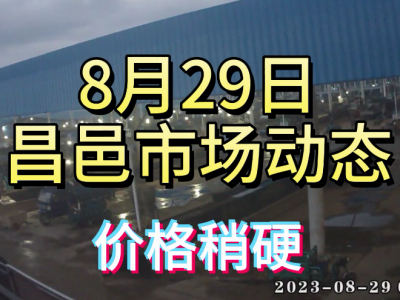 8月29日 昌邑生姜交易实况（价格稍硬） ()
