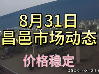8月31日 昌邑生姜交易实况（价格稳定） ()