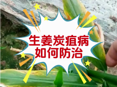 生姜炭疽病如何防治 ()