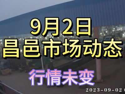 9月2日 昌邑生姜交易实况（行情稳定） ()