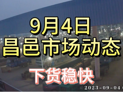 9月4日 昌邑生姜交易实况（下货稳快） ()