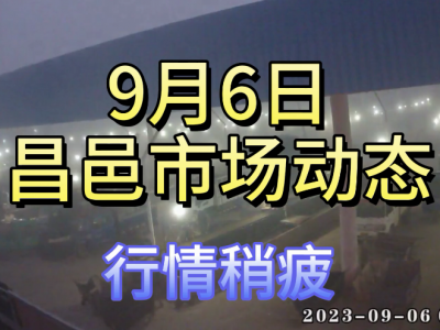 9月6日 昌邑生姜交易实况（行情稍疲） ()