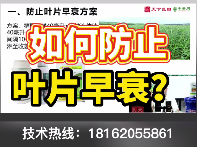 如何防止生姜叶片早衰？ ()