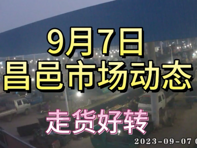 9月7日 昌邑生姜交易实况（走货好转） ()