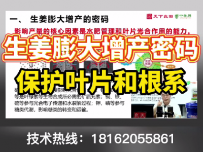 生姜膨大增产密码：保护叶片和根系 ()