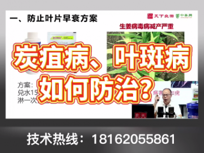 炭疽病和叶斑病如何防控？ ()