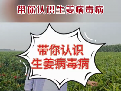 带你认识生姜病毒病 ()