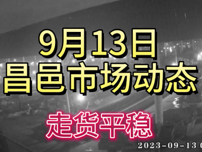 9月13日 昌邑生姜交易实况（走货平稳） ()