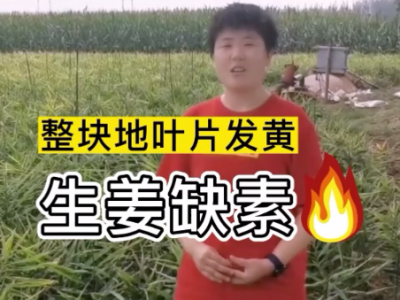 整块地叶片发黄 生姜缺素 ()
