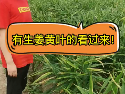 有生姜黄叶的看过来！ ()