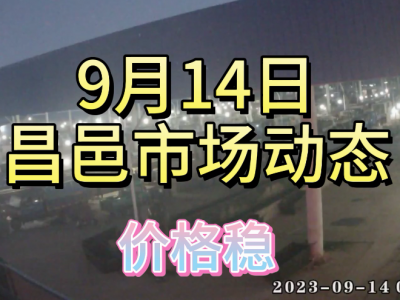 9月14日 昌邑生姜交易实况（走货快 价格稳） ()