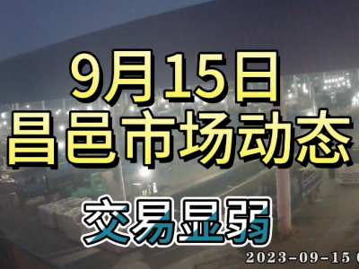 9月15日 昌邑生姜交易实况（交易显弱） ()