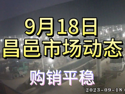 9月18日 昌邑生姜交易实况（购销平稳） ()