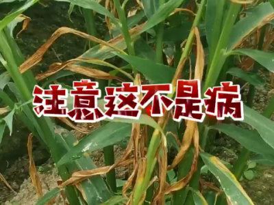 注意这不是病！ ()