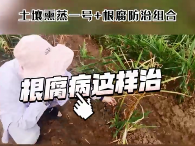 根腐病这样治 ()