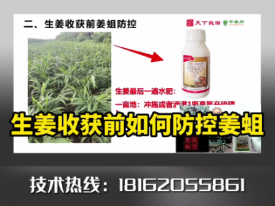 生姜收获前如何防控姜蛆 ()