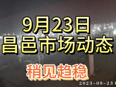 9月23日 昌邑生姜交易实况（稍见趋稳） ()