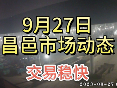 9月27日 昌邑生姜交易实况（交易稳快） ()