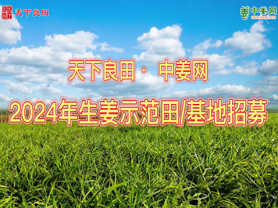 2024年生姜示范田基地招募 ()