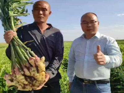 前期脱肥一个月 产量全靠后期追肥 ()