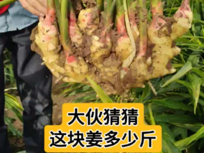 大伙猜猜 这块姜多少斤 ()