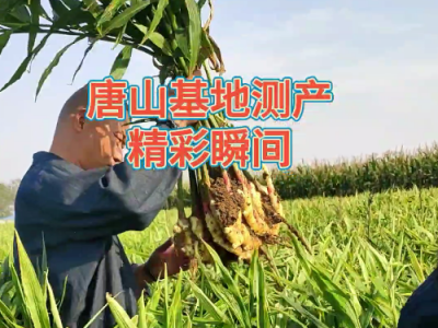 天下良田·中姜网唐山生姜基地测产精彩瞬间 ()