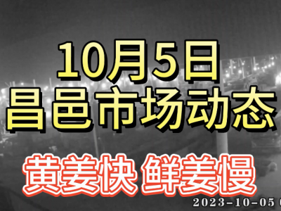10月5日 昌邑生姜交易实况（黄姜快 鲜姜慢） ()