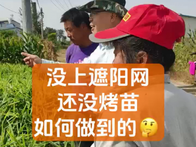没上遮阳网还没烤苗 如何做到的？ ()