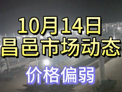 10月14日 昌邑生姜交易实况（价格偏弱） ()