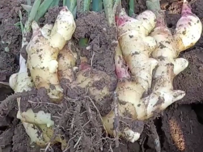 用了胖嘟嘟大又肥又胖 ()