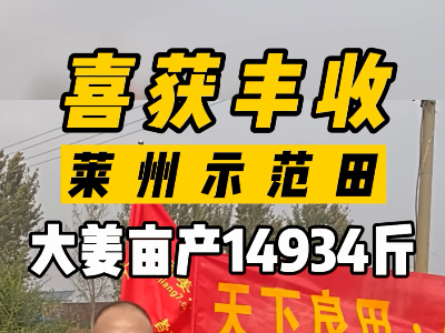 莱州示范田喜获丰收 大姜亩产14934斤 ()